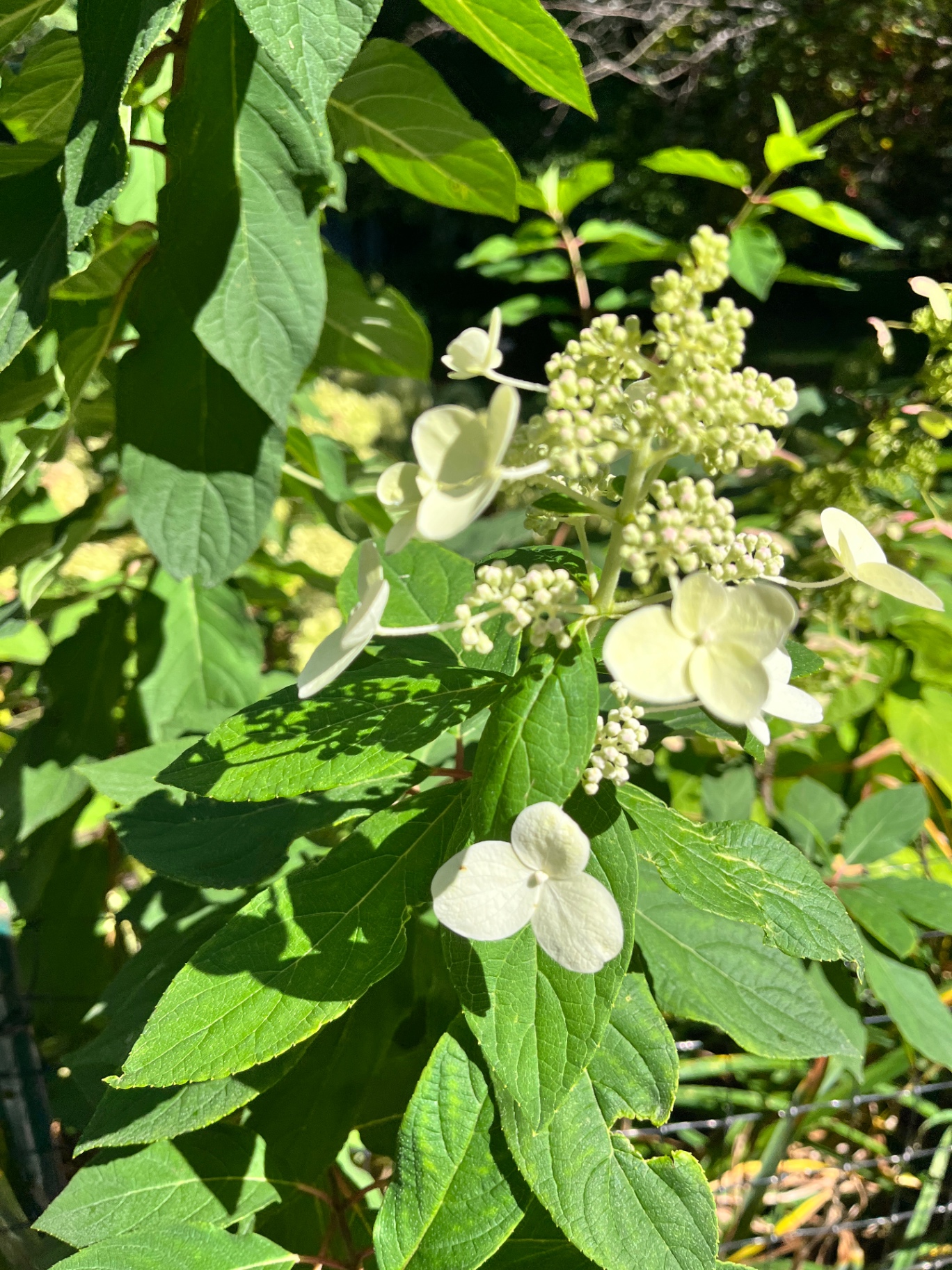White hydrangea flowers among green leaves